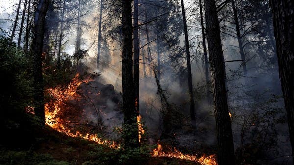 وزارة البيئة السعودية تحذر من حرائق الغابات.. وتكشف أسبابها