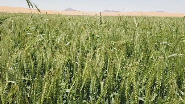 السعودية تصرف مستحقات الدفعة العاشرة لمزارعي القمح المحلي