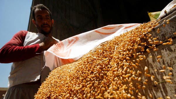 مصر تستهدف زيادة المساحة المزروعة بالقمح إلى 3.8 مليون فدان