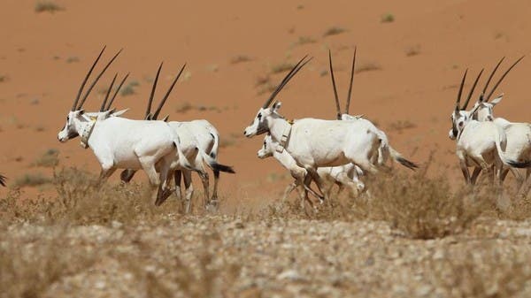 أول موقع للتراث الطبيعي بالسعودية.. “عروق بني معارض” على قائمة اليونسكو